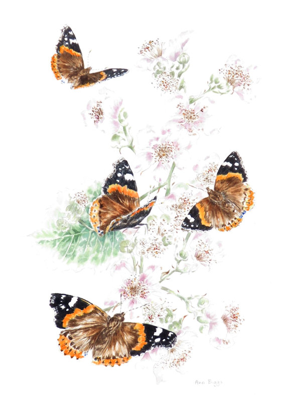 Red admiral